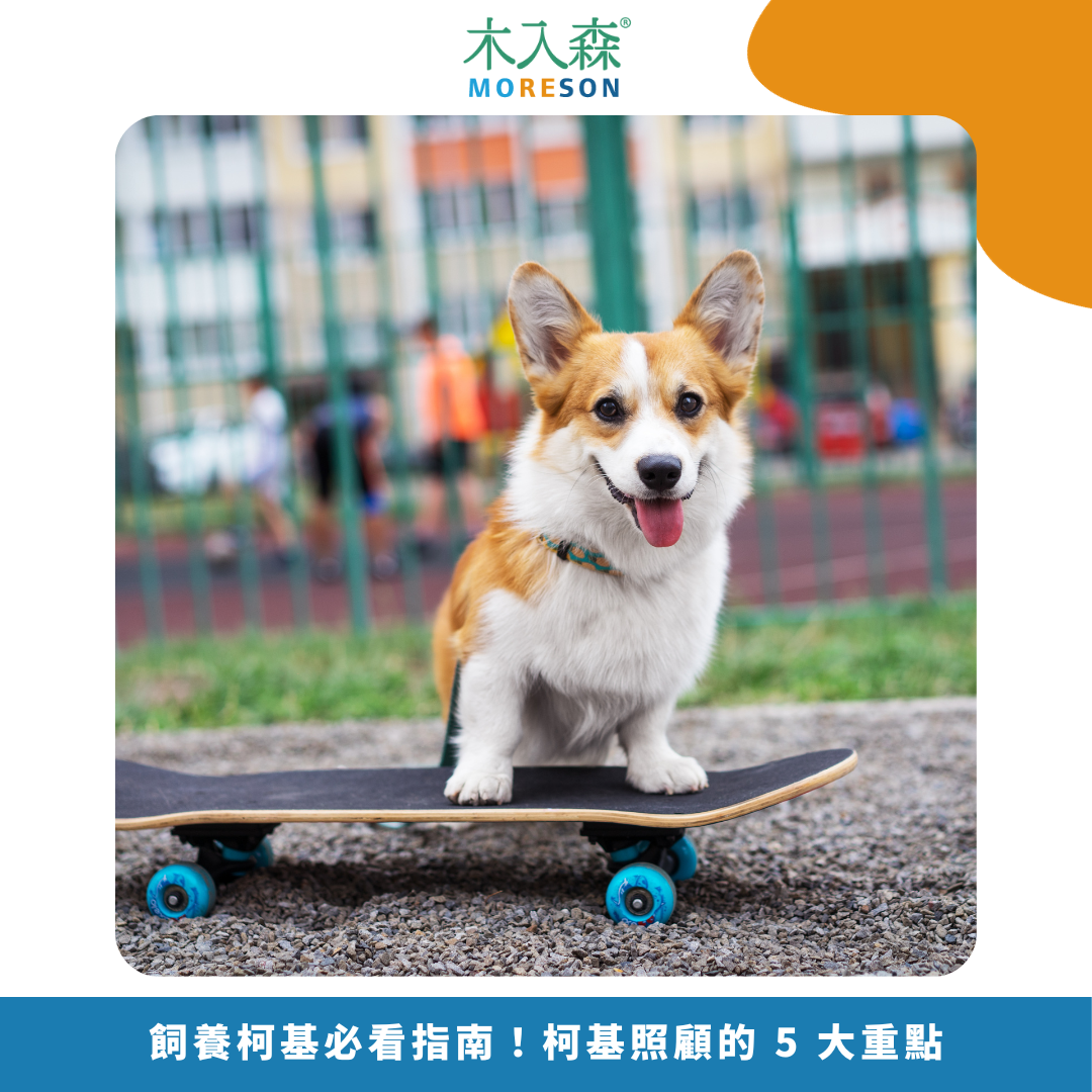 2025飼養柯基必看指南！柯基照顧的 5 大重點