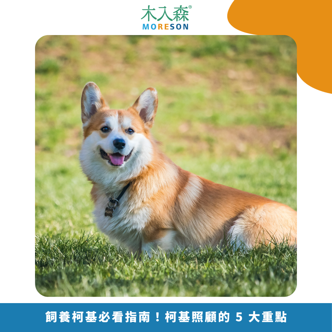 2025飼養柯基必看指南！柯基照顧的 5 大重點