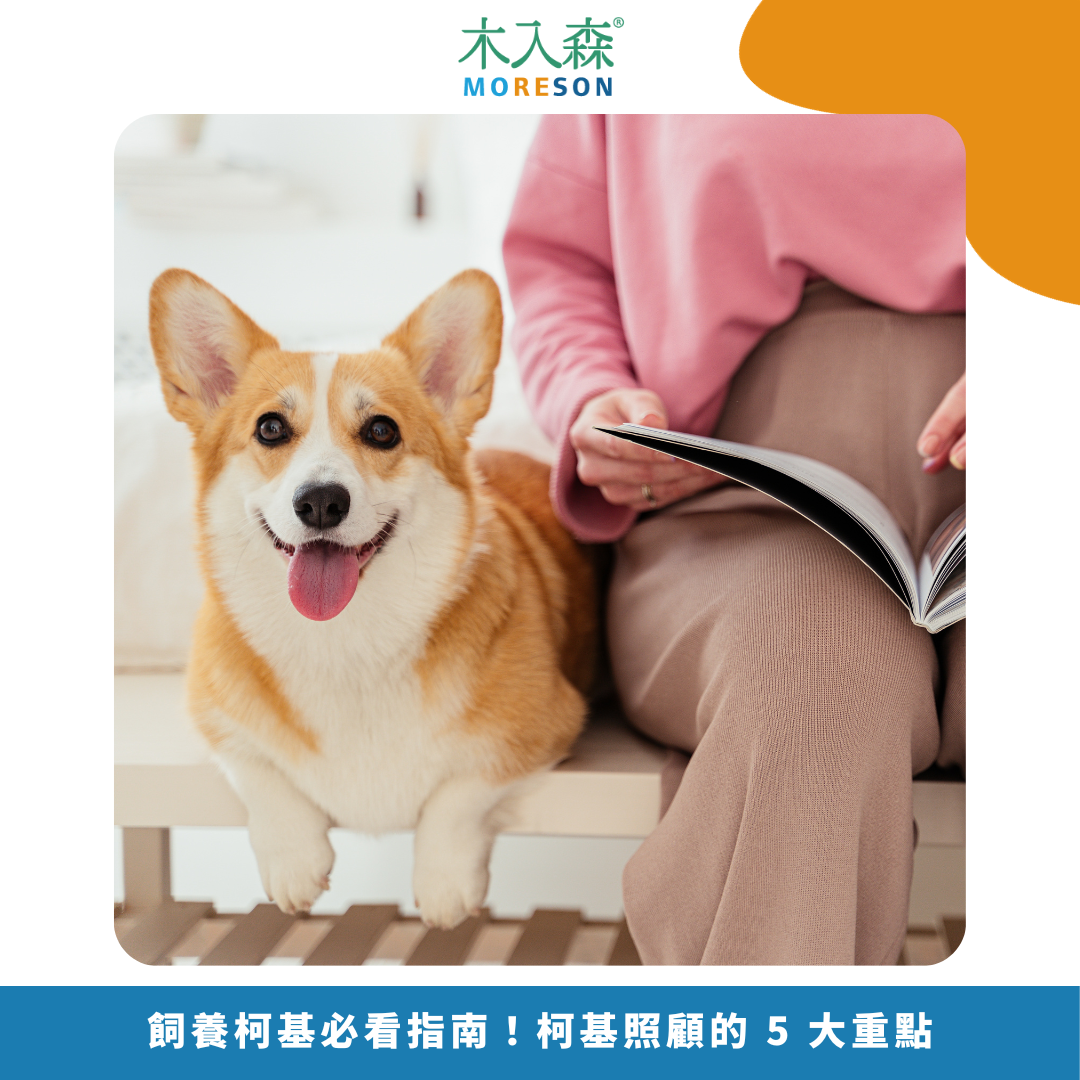2025飼養柯基必看指南！柯基照顧的 5 大重點