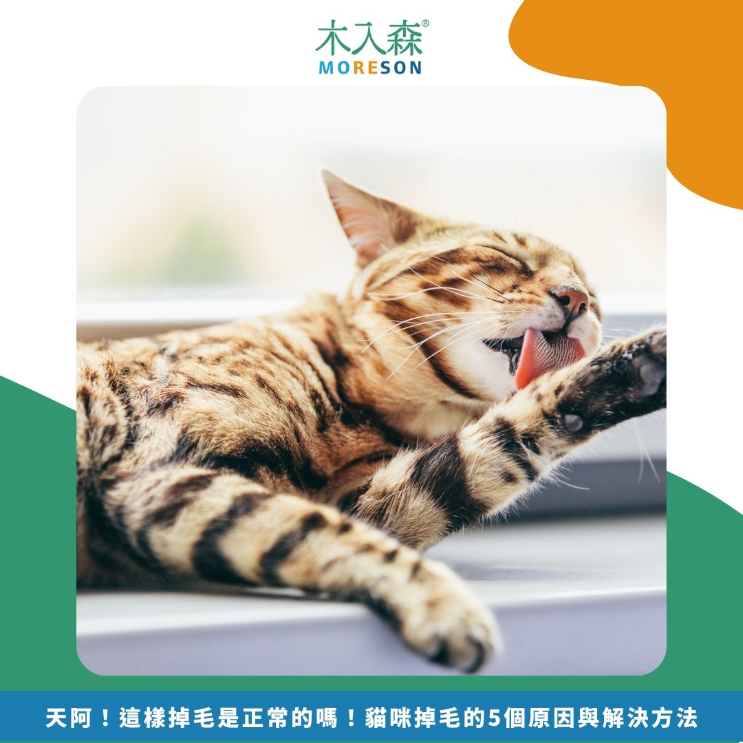 天阿！這樣掉毛是正常的嗎！貓咪掉毛的5個原因與解決方法