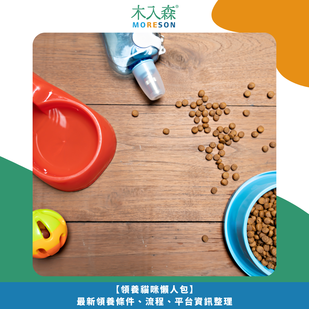 【領養貓咪懶人包】最新領養條件、流程、平台資訊整理