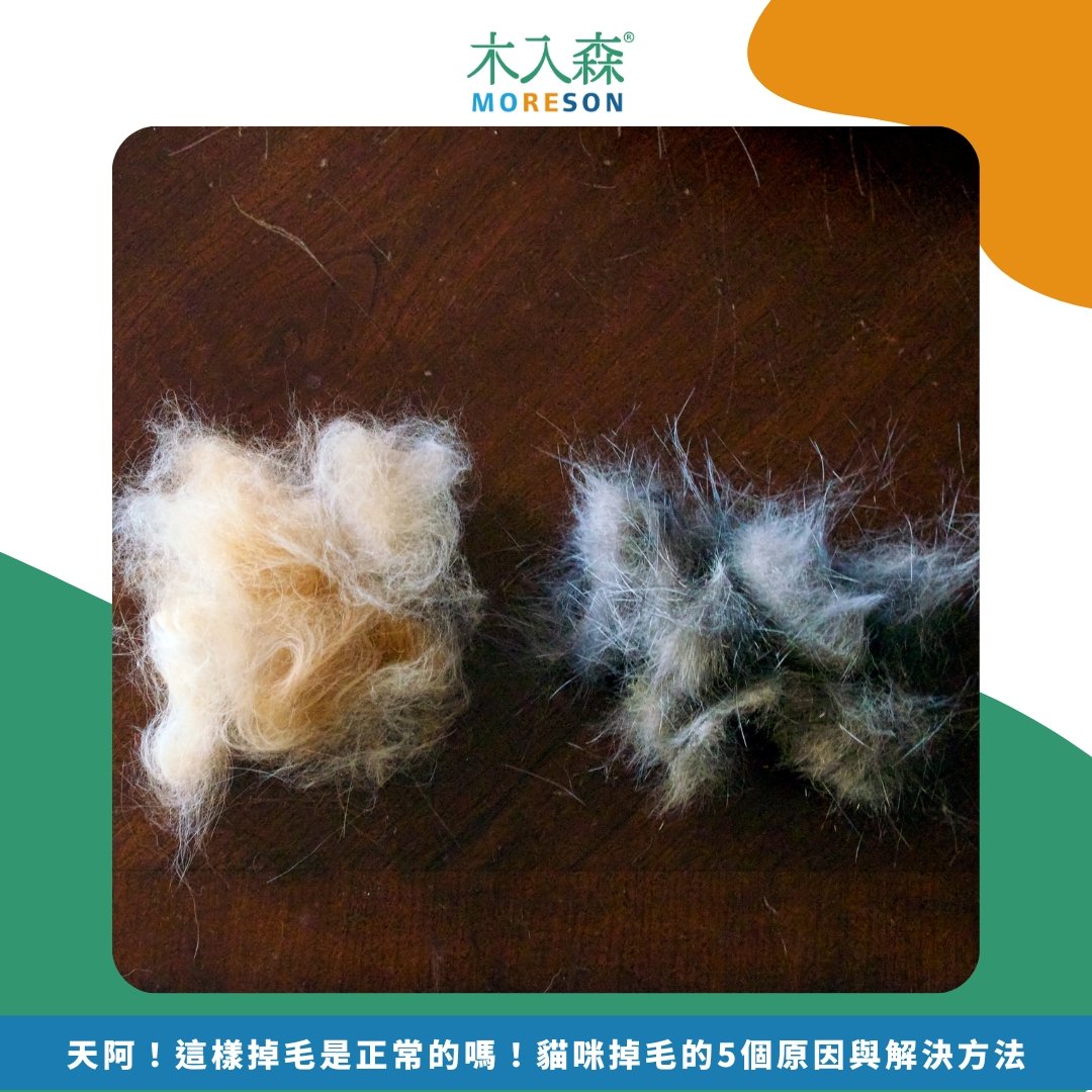 天阿！這樣掉毛是正常的嗎！貓咪掉毛的5個原因與解決方法