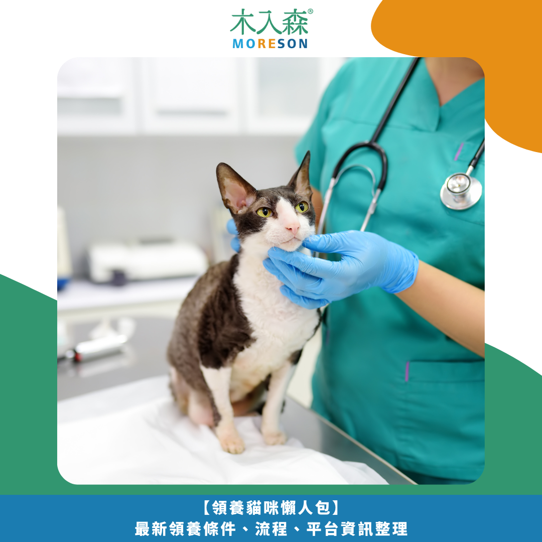 【領養貓咪懶人包】最新領養條件、流程、平台資訊整理