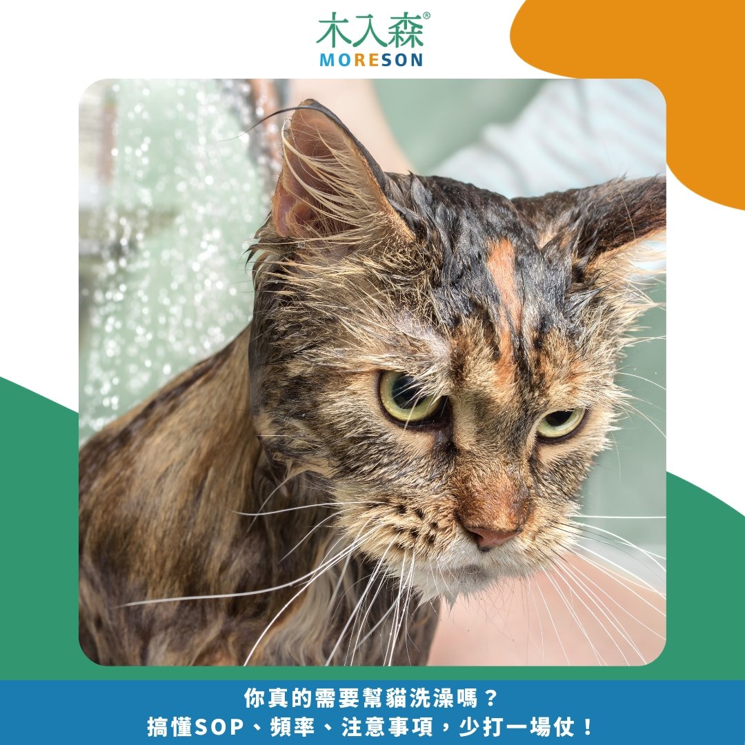 你真的需要幫貓洗澡嗎？搞懂SOP、頻率、注意事項，少打一場仗！