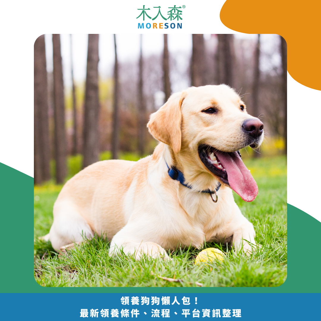 領養狗狗懶人包！ 最新領養條件、流程、平台資訊整理