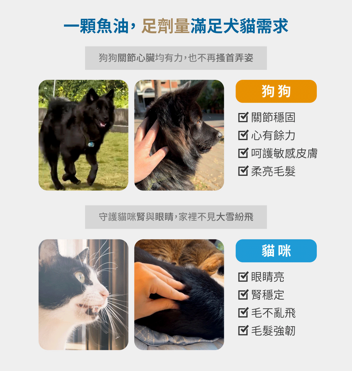  木入森 寵物魚油粉｜犬貓魚油 高EPA寵物魚油 ｜貓狗魚油推薦_4