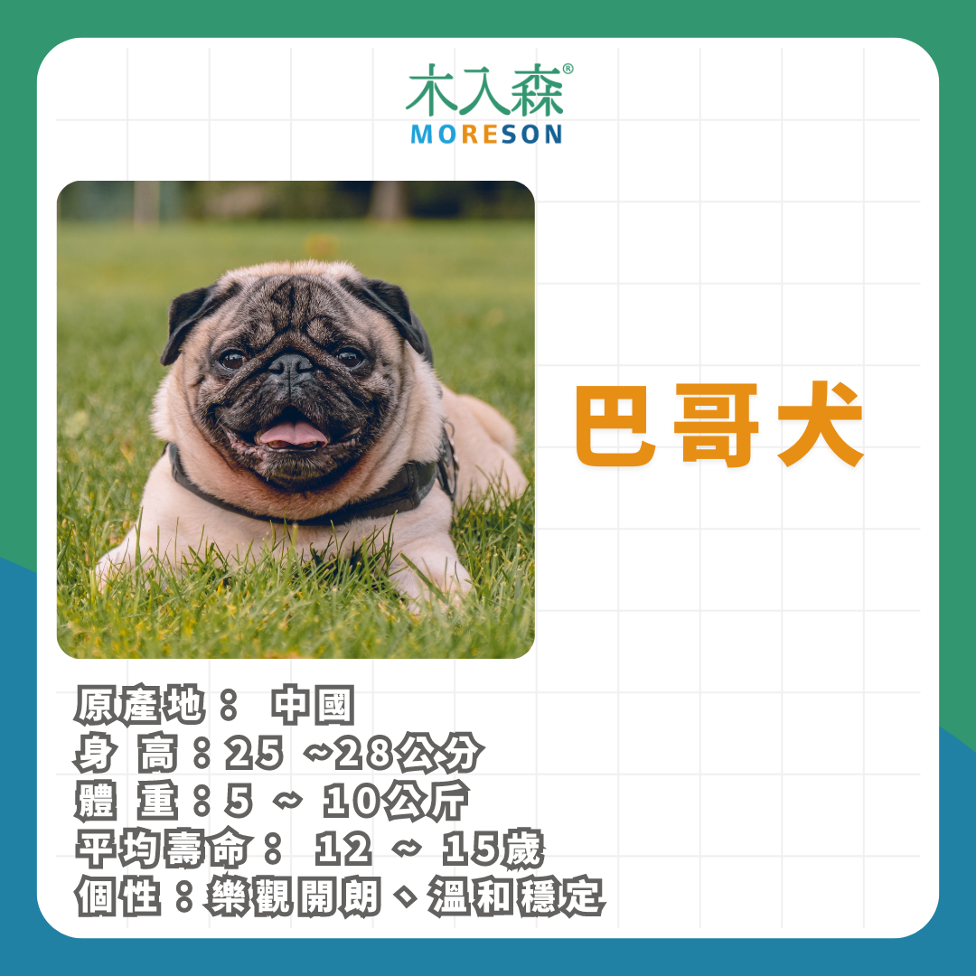 21種狗狗品種總整理｜養狗狗前必讀