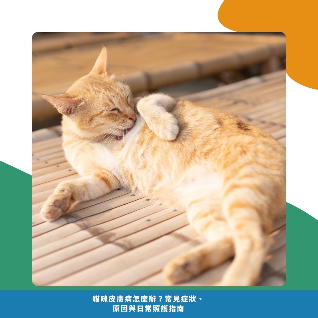 常見的貓咪皮膚病種類