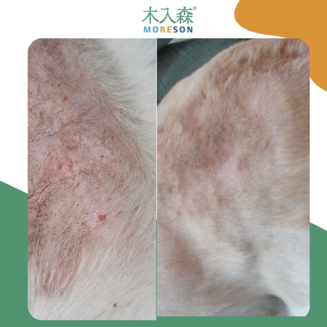 狗狗皮膚炎