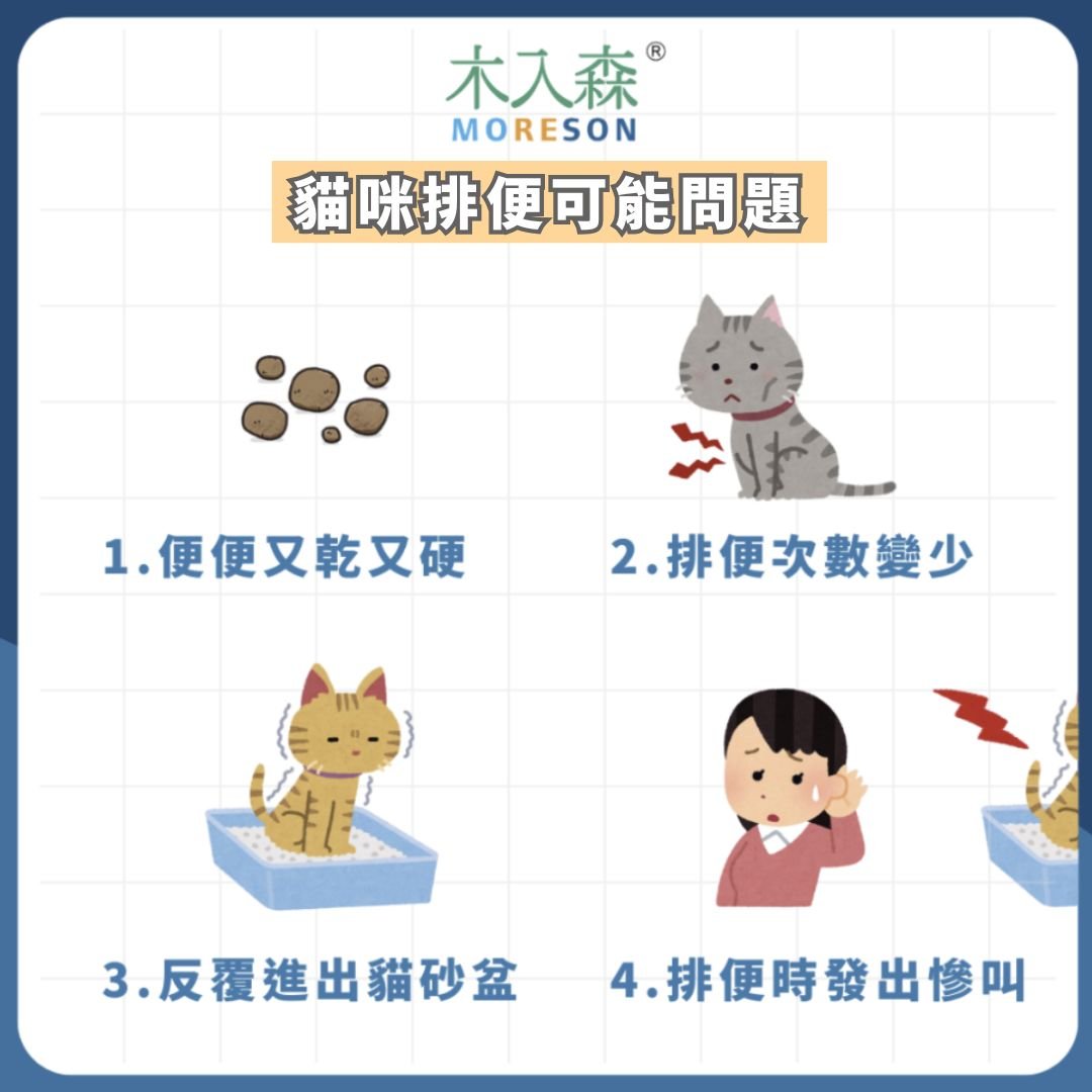 貓咪排便