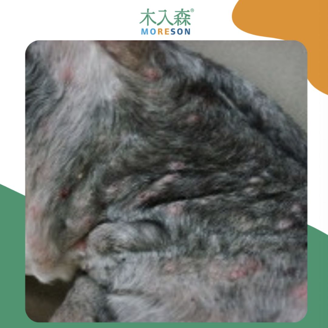 狗狗皮膚病