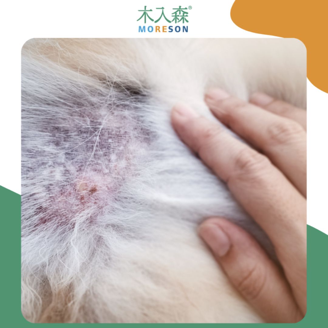 狗狗皮膚病