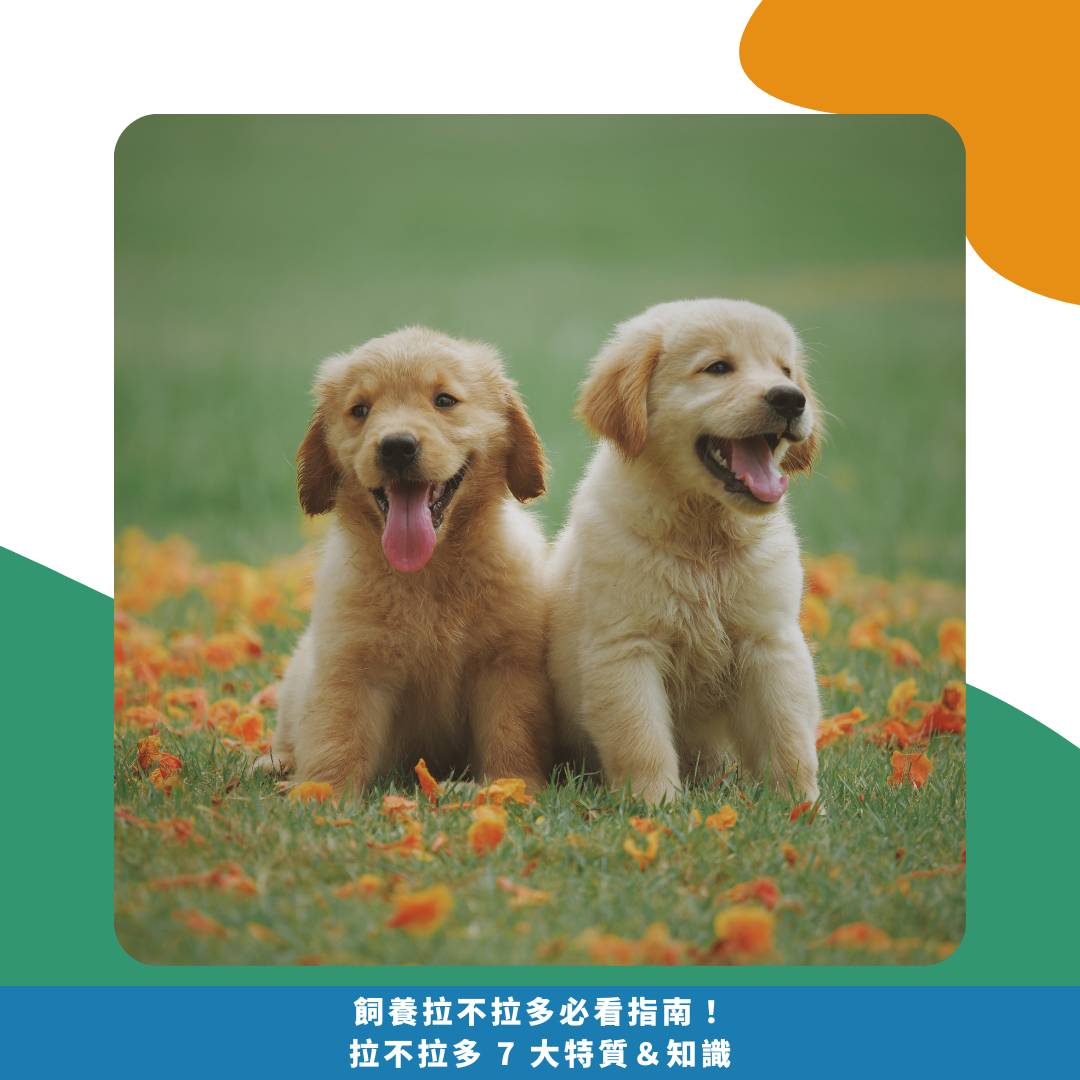 飼養拉布拉多必看指南！拉布拉多 7 大特質＆知識