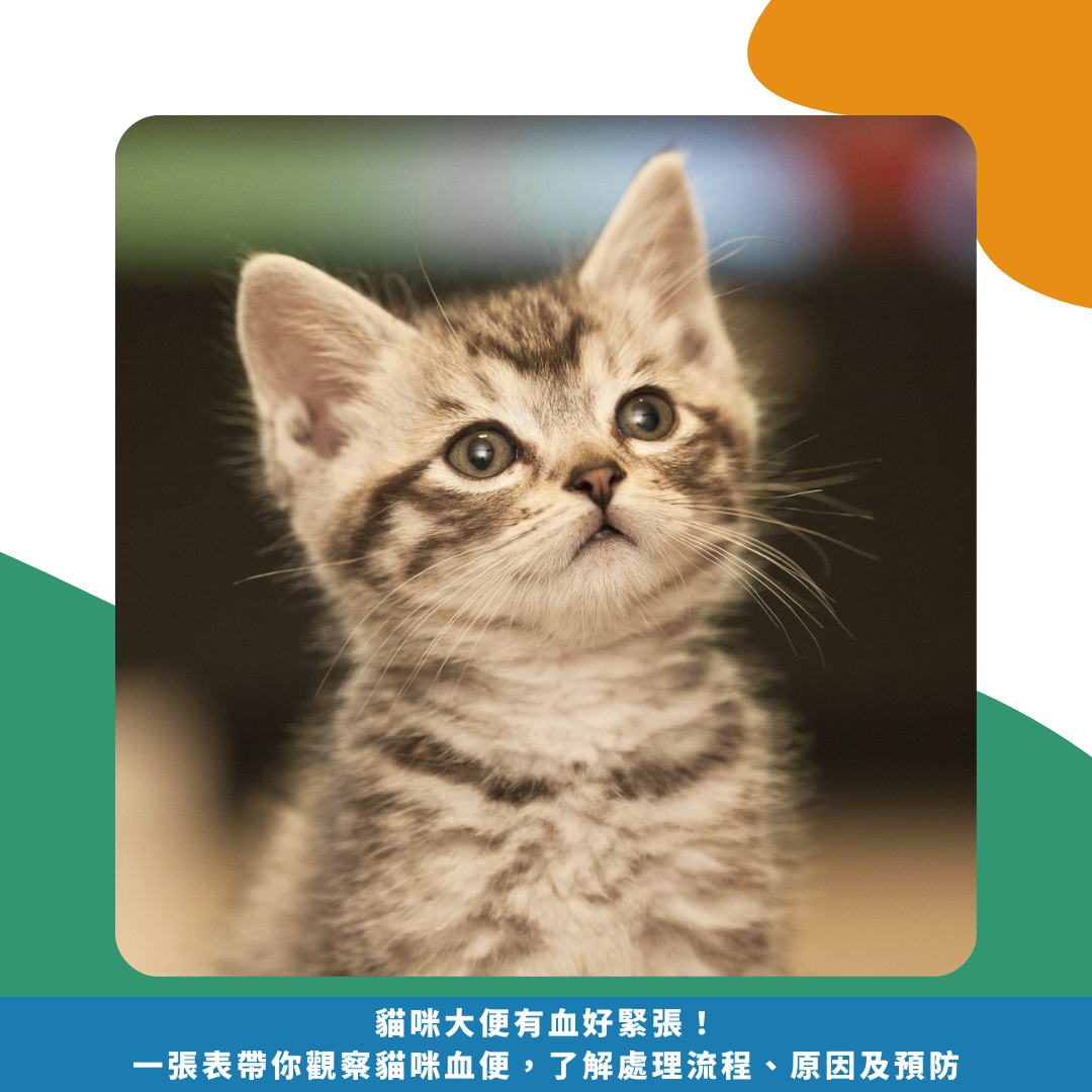 貓咪大便有血好緊張！ 一張表帶你觀察貓咪血便， 了解處理流程、原因及預防