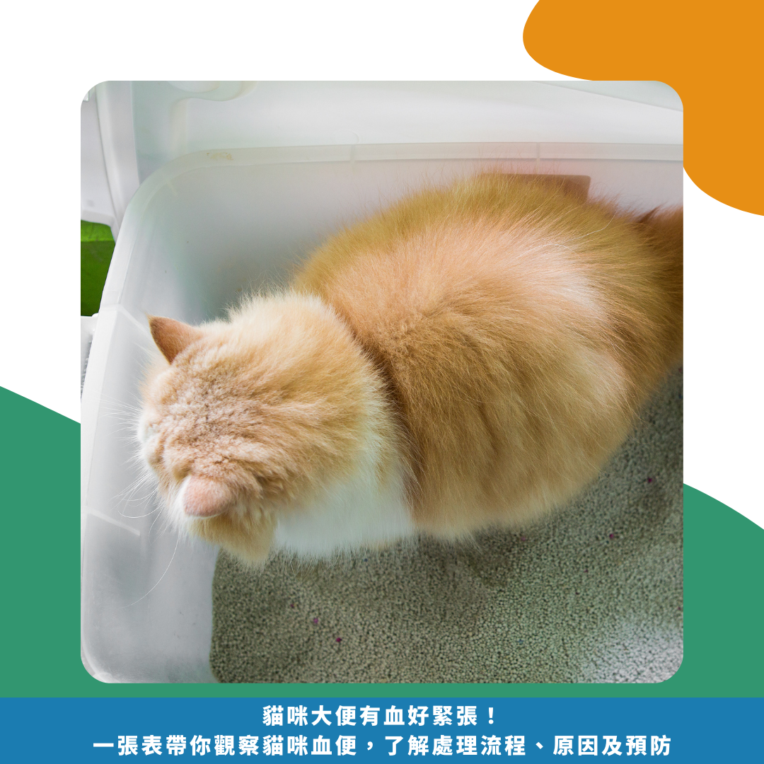貓咪大便有血好緊張！ 一張表帶你觀察貓咪血便， 了解處理流程、原因及預防