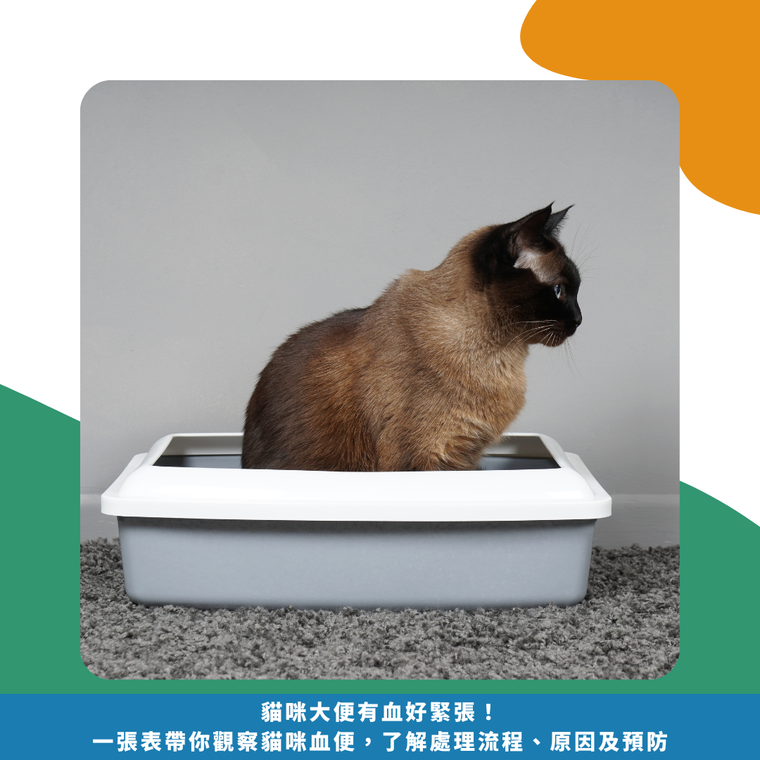 貓咪大便有血好緊張！ 一張表帶你觀察貓咪血便， 了解處理流程、原因及預防