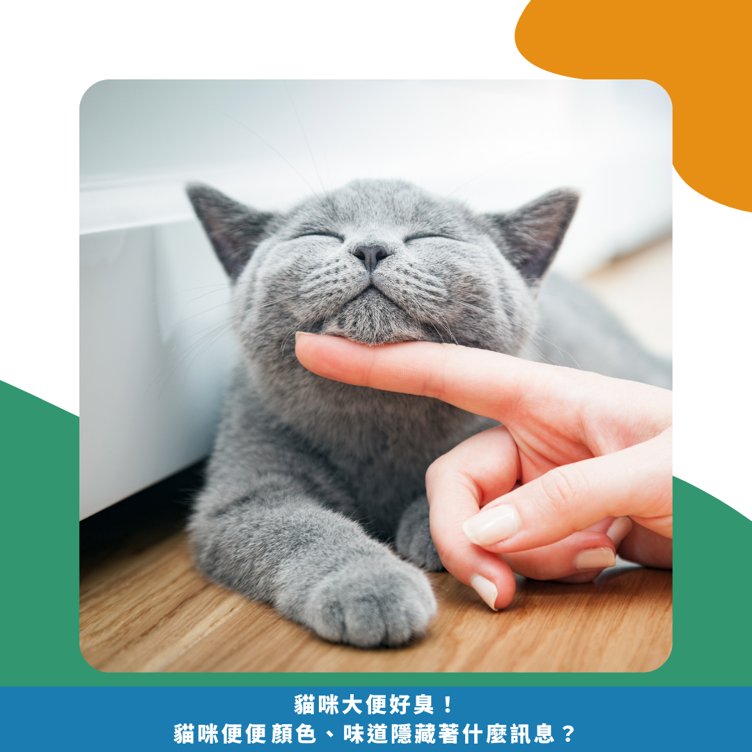 貓咪大便好臭！ 貓咪便便顏色、味道 隱藏著什麼訊息？