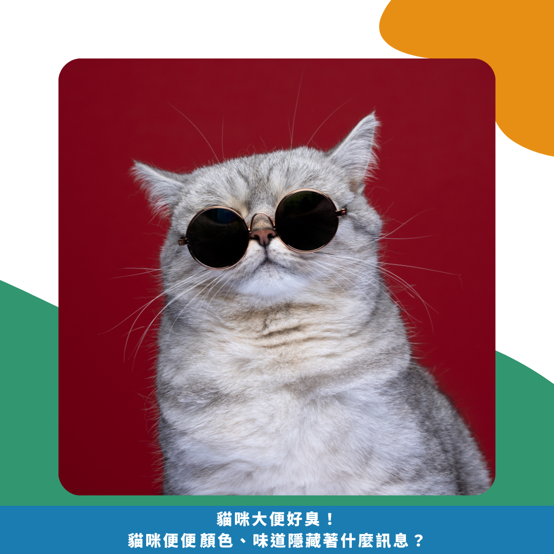 貓咪大便好臭！ 貓咪便便顏色、味道 隱藏著什麼訊息？