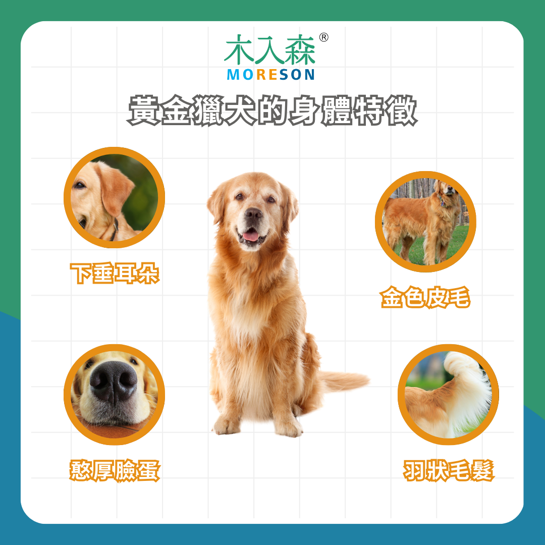 飼養黃金獵犬必看指南！ 黃金獵犬照顧的 5 大重點