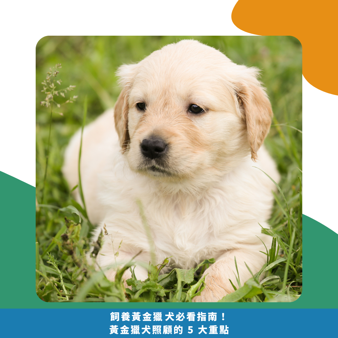 飼養黃金獵犬必看指南！ 黃金獵犬照顧的 5 大重點