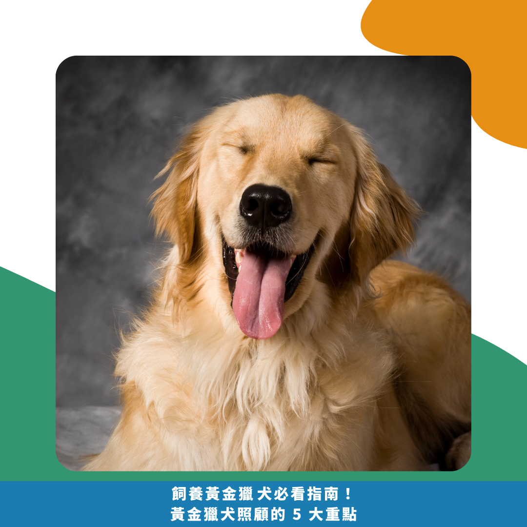 飼養黃金獵犬必看指南！ 黃金獵犬照顧的 5 大重點