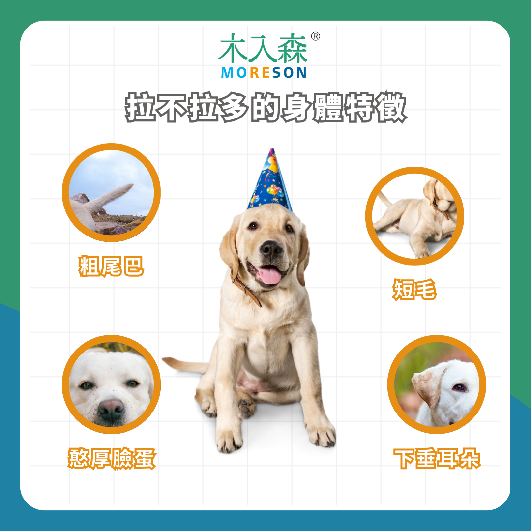 飼養拉布拉多必看指南！拉布拉多 7 大特質＆知識