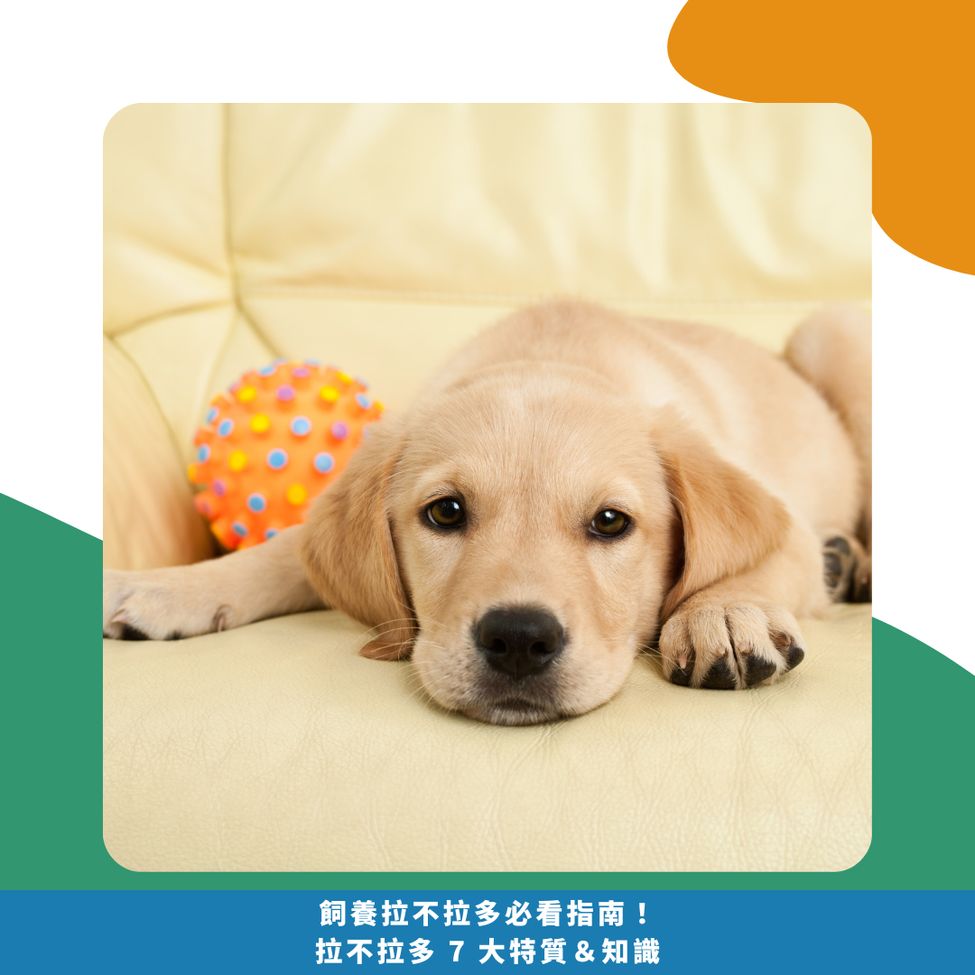飼養拉布拉多必看指南！拉布拉多 7 大特質＆知識
