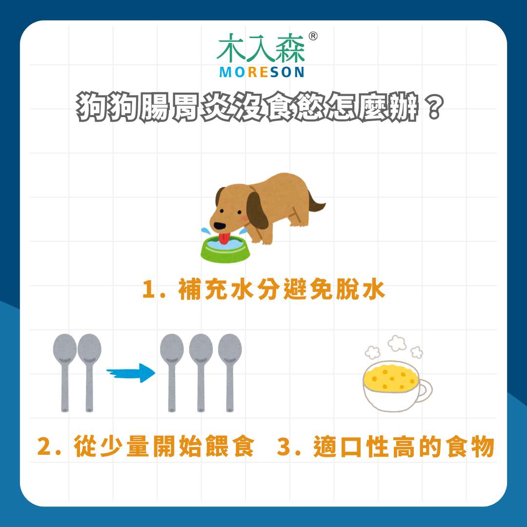 狗狗腸胃炎能吃什麼?可以吃益生菌嗎?狗腸胃炎飲食全攻略! 狗狗腸胃炎能吃什麼?可以吃益生菌嗎?狗腸胃炎飲食全攻略!