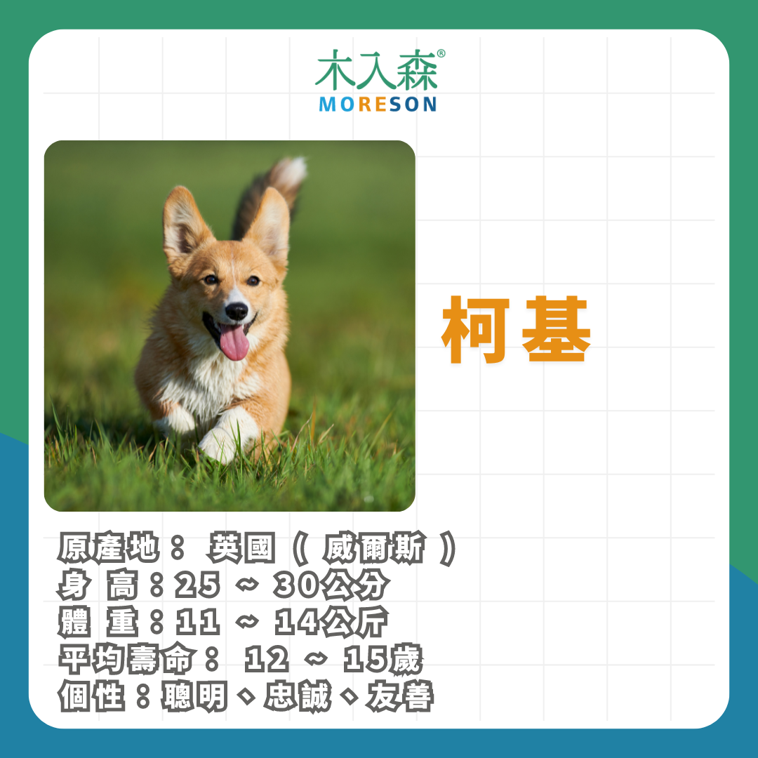 21種狗狗品種總整理｜養狗狗前必讀