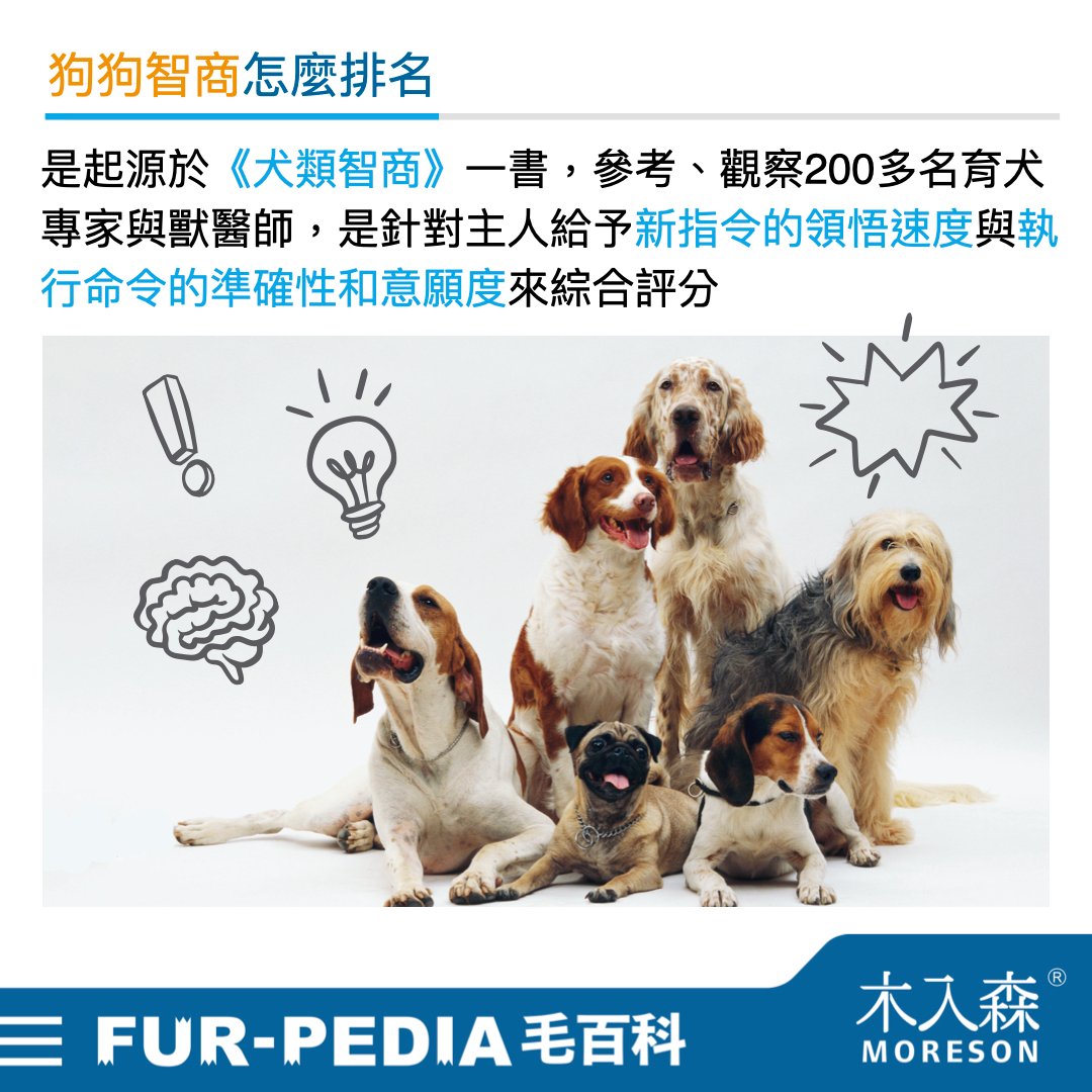 狗狗智商排行榜，3分鐘測驗你家的狗狗算是聰明嗎？