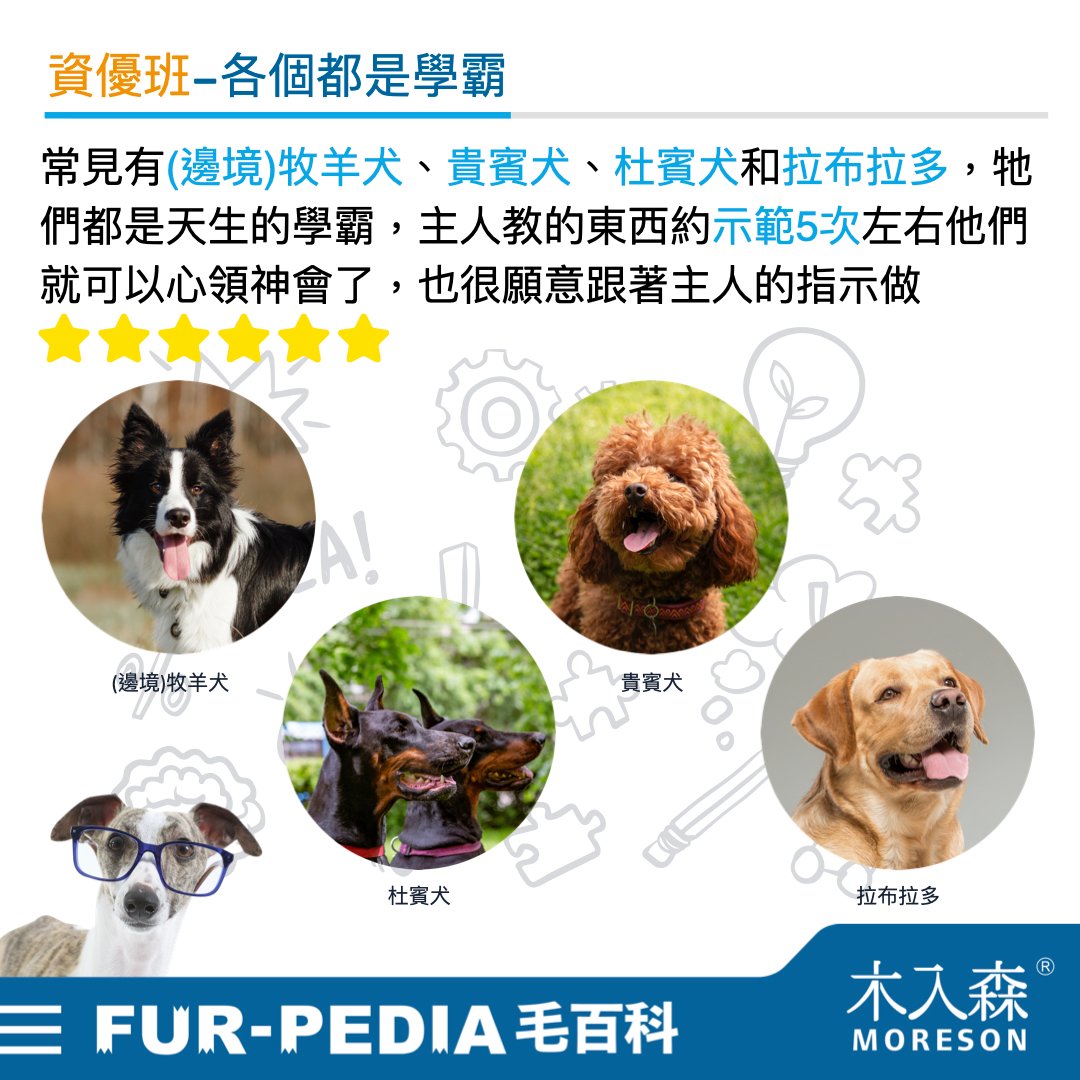 狗狗智商排行榜，3分鐘測驗你家的狗狗算是聰明嗎？