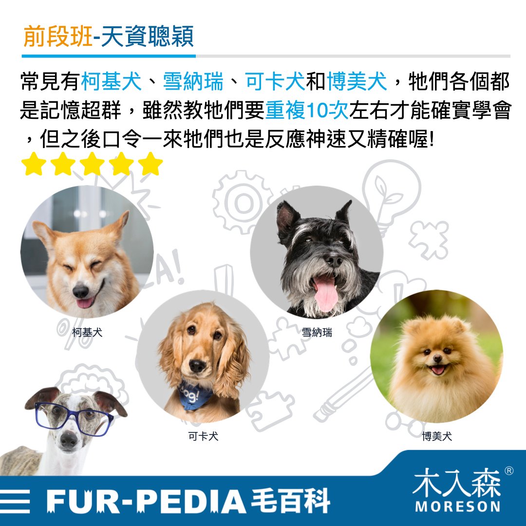 狗狗智商排行榜，3分鐘測驗你家的狗狗算是聰明嗎？