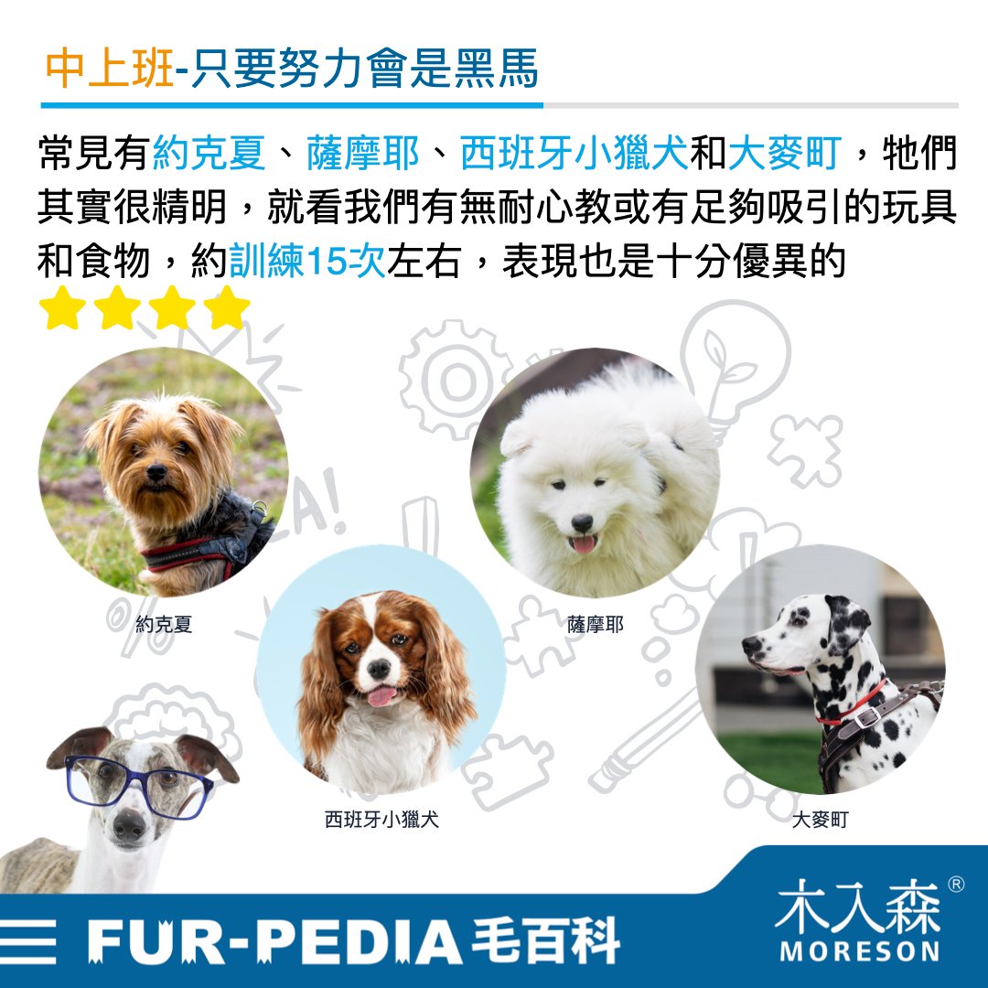 狗狗智商排行榜，3分鐘測驗你家的狗狗算是聰明嗎？