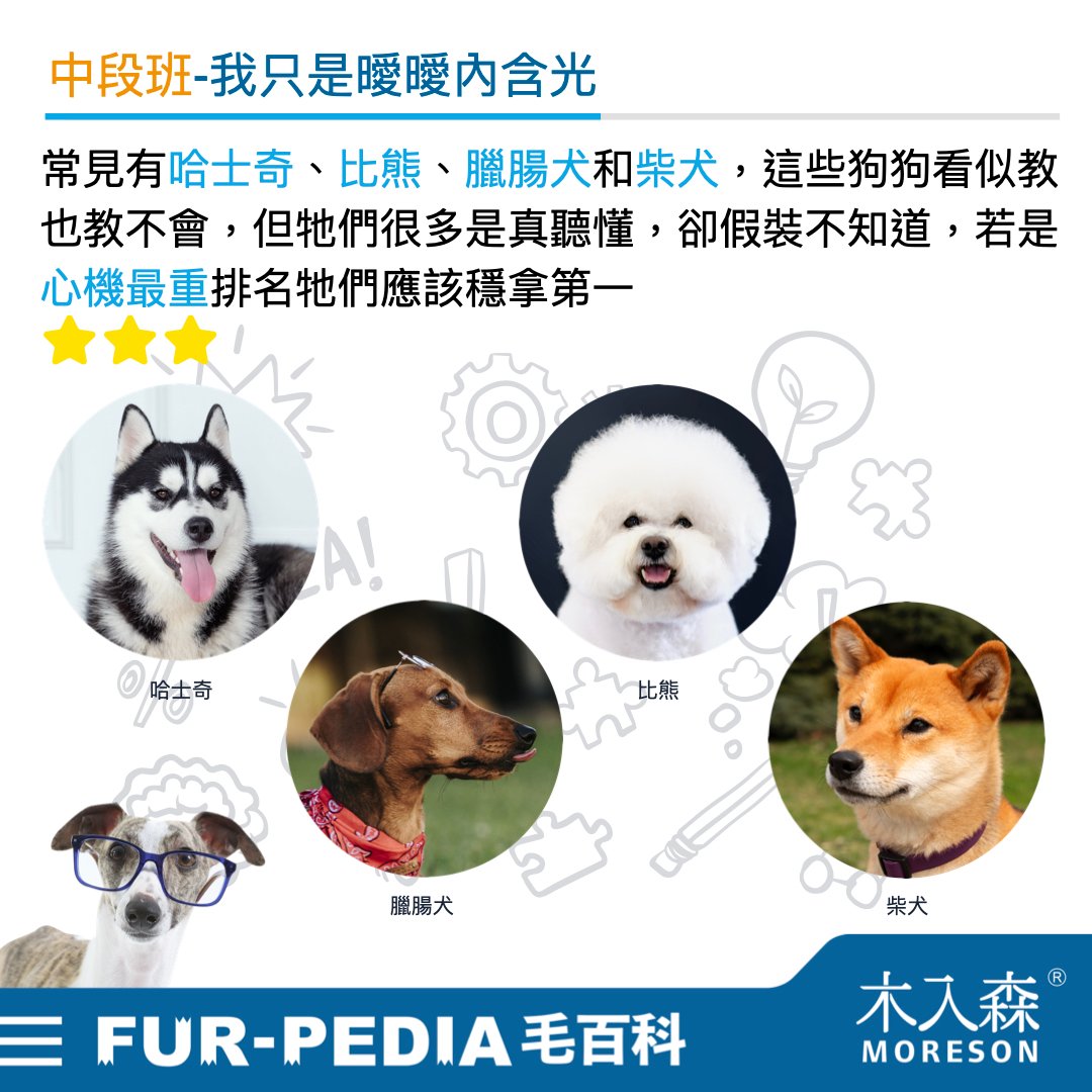 狗狗智商排行榜，3分鐘測驗你家的狗狗算是聰明嗎？