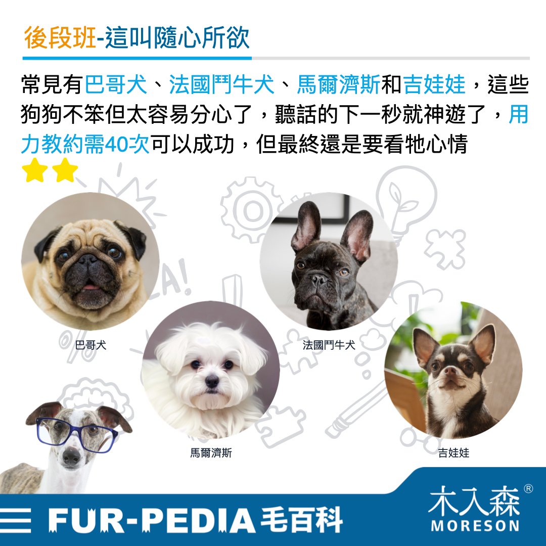 狗狗智商排行榜，3分鐘測驗你家的狗狗算是聰明嗎？