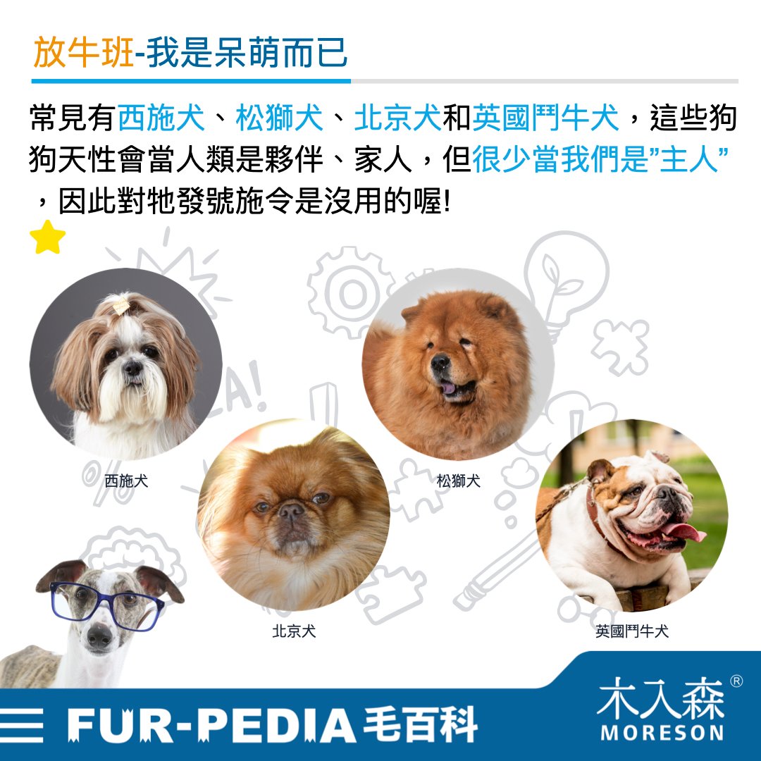 狗狗智商排行榜，3分鐘測驗你家的狗狗算是聰明嗎？