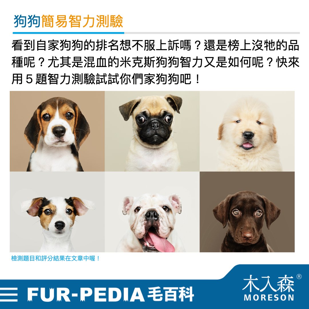 狗狗智商排行榜，3分鐘測驗你家的狗狗算是聰明嗎？