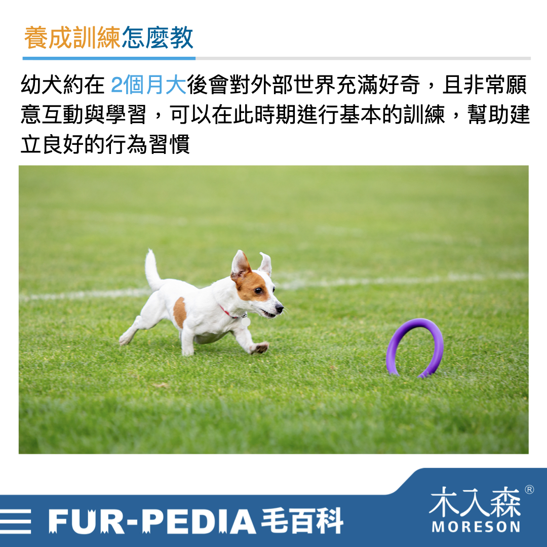 新手大戰幼犬！小狗怎麼養才對？！