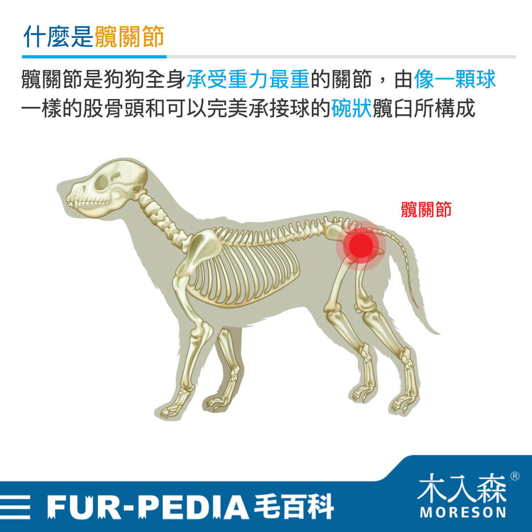 狗狗也會脫臼？ 為何狗狗總是有「髖關節」問題?