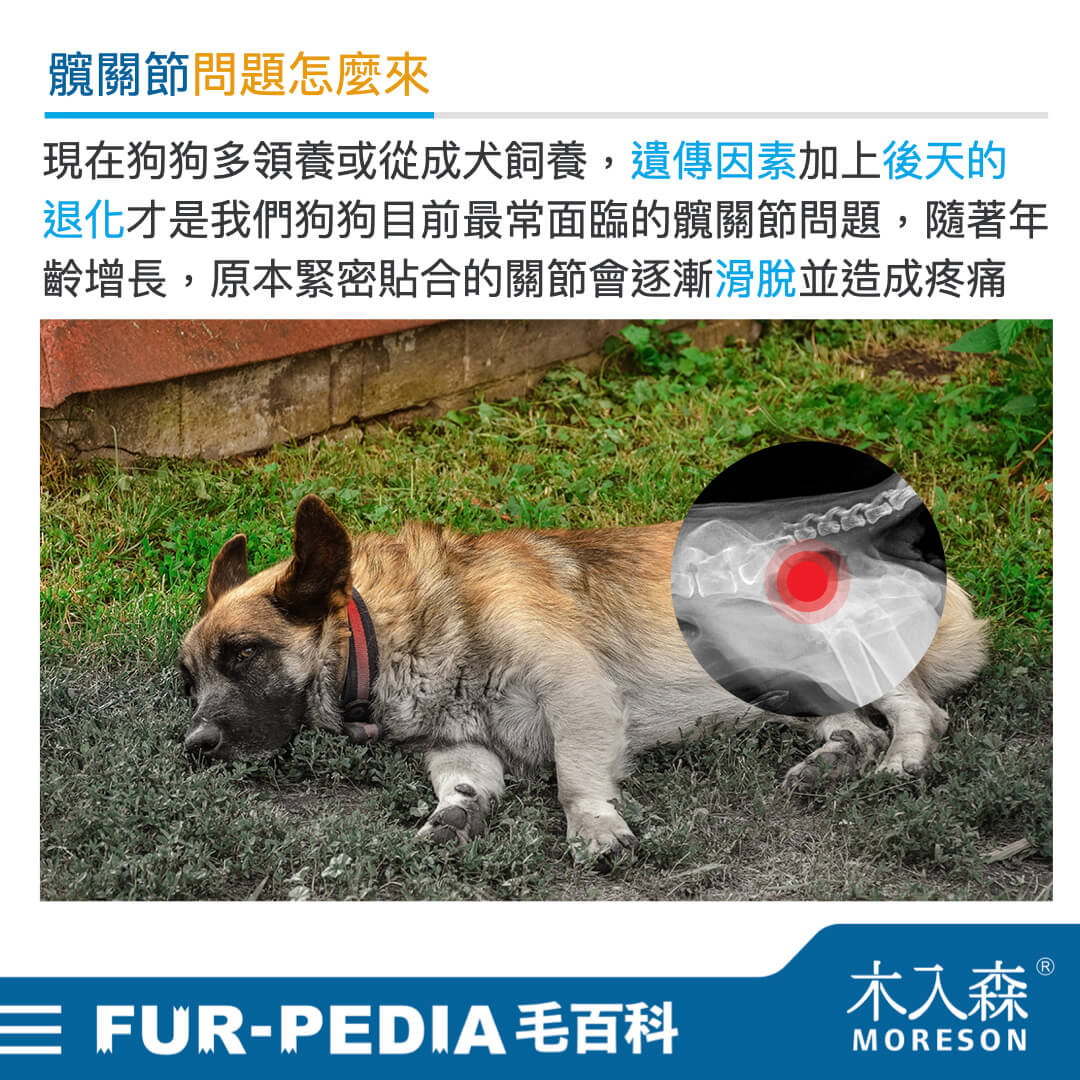 狗狗也會脫臼？ 為何狗狗總是有「髖關節」問題?