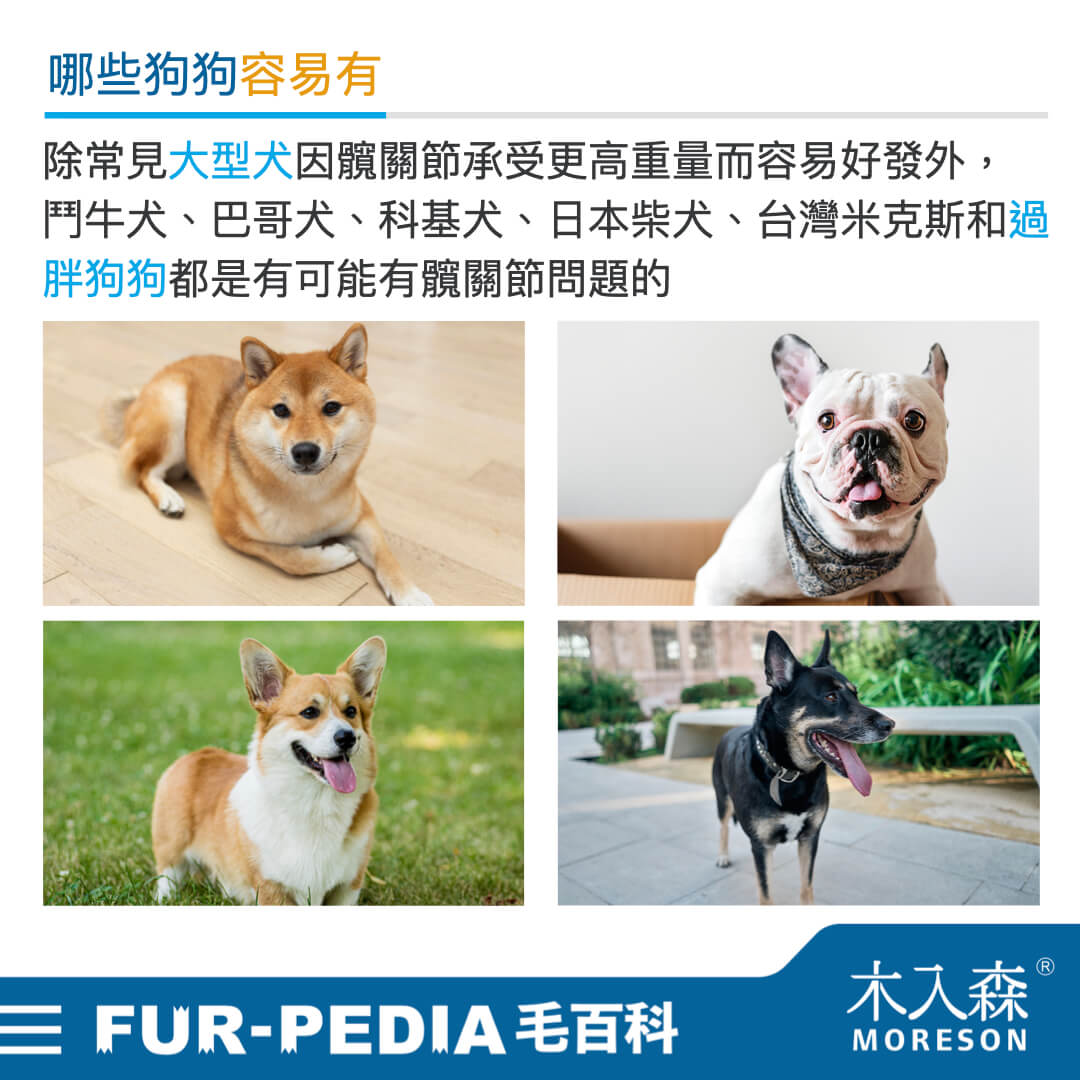 狗狗也會脫臼？ 為何狗狗總是有「髖關節」問題?