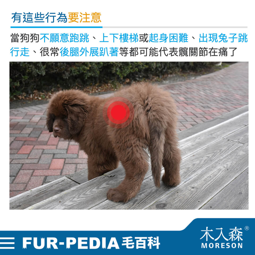 狗狗也會脫臼？ 為何狗狗總是有「髖關節」問題?