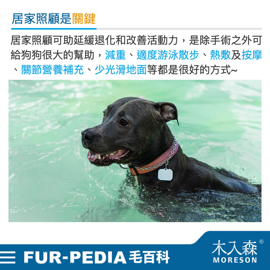 狗狗也會脫臼？ 為何狗狗總是有「髖關節」問題?