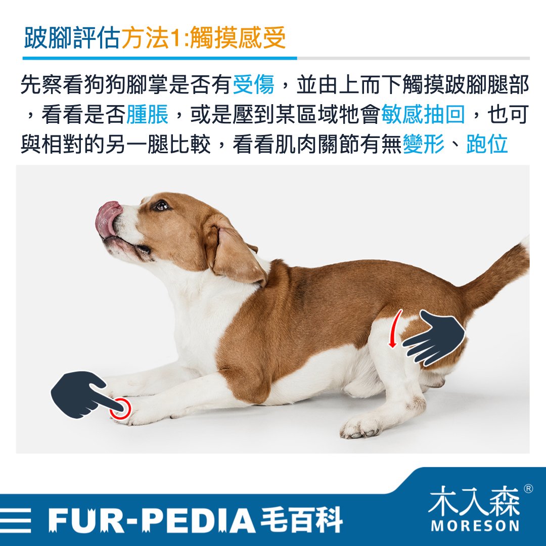 狗狗跛腳會自己好嗎？時好時壞怎麼辦？