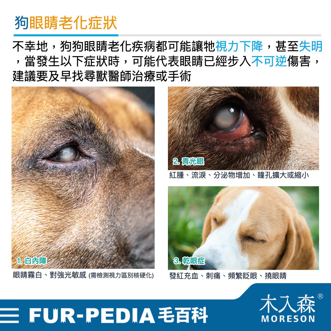 發現貓咪尿不出來？用這<strong>「5」</strong>個步驟判斷原因、症狀、預防復發方法。