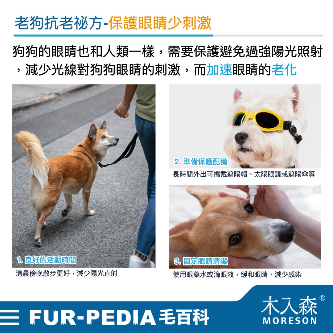 發現貓咪尿不出來？用這<strong>「5」</strong>個步驟判斷原因、症狀、預防復發方法。