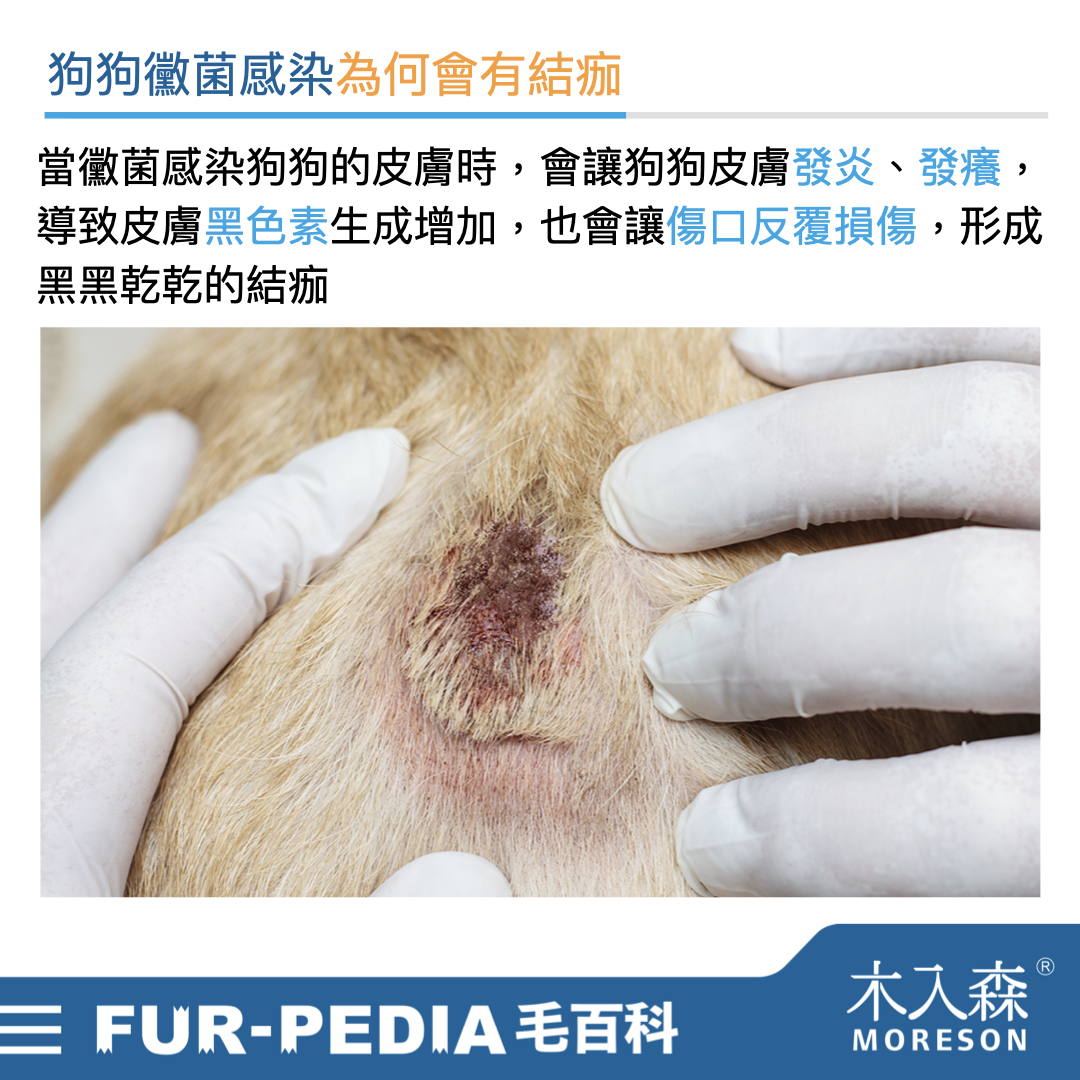 別小看狗狗皮膚黑色結痂，這其實是皮膚病！