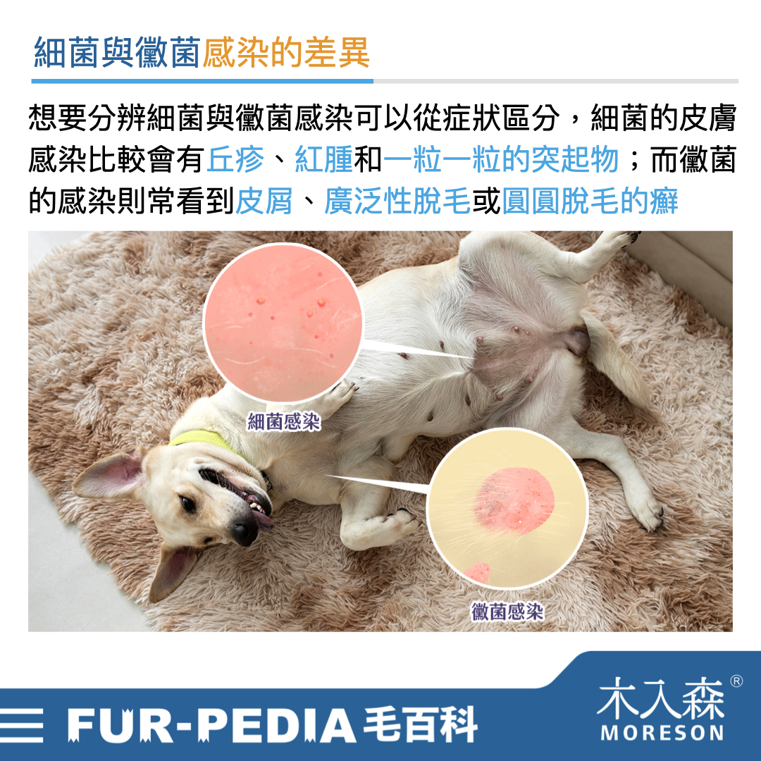 別小看狗狗皮膚黑色結痂，這其實是皮膚病！