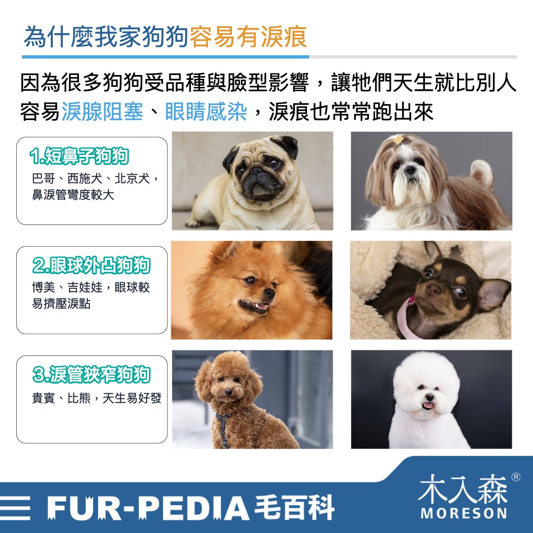 狗狗淚痕完全打擊！推薦給飼主的4招清潔、改善方法