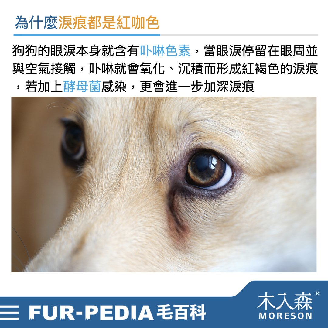 狗狗淚痕完全打擊！推薦給飼主的4招清潔、改善方法